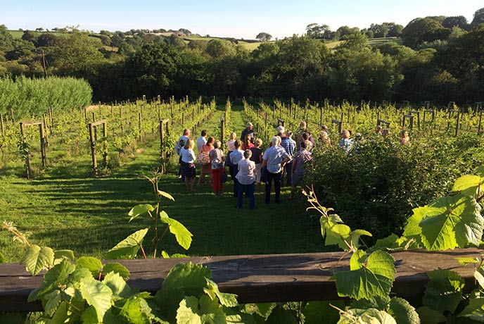 A group of people being led on a vineyard tour at Bosue Vineyard
