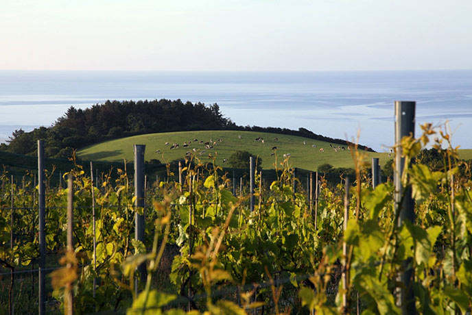 Looking out over the Knightor Winery vineyard with the ocean in the background