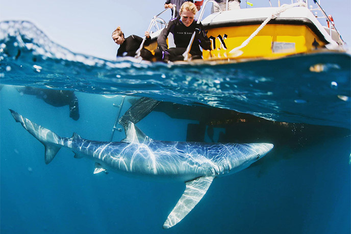 A blue shark swimming underneath the Blue Shark Snorkel boat off Penzance