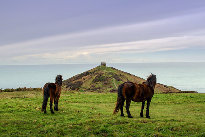 Two Dartmoor ponies grazing on Rame Head on the Rame Peninsula