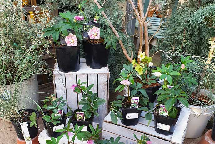 A selection of plants for sale at Wyatts Garden Centre and Farm Shop in the Cotswolds