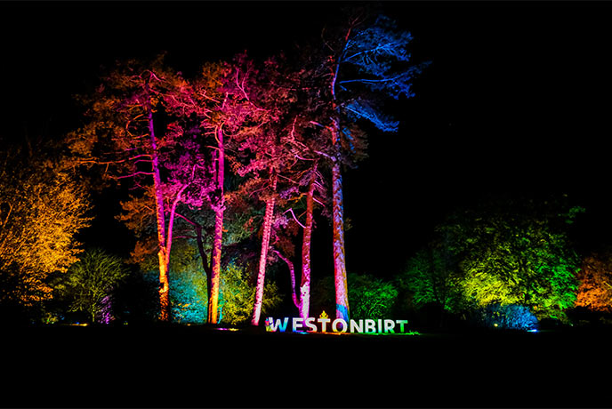 Trees lit up with colourful lights at night at Westonbirt Arboretum in the Cotswolds