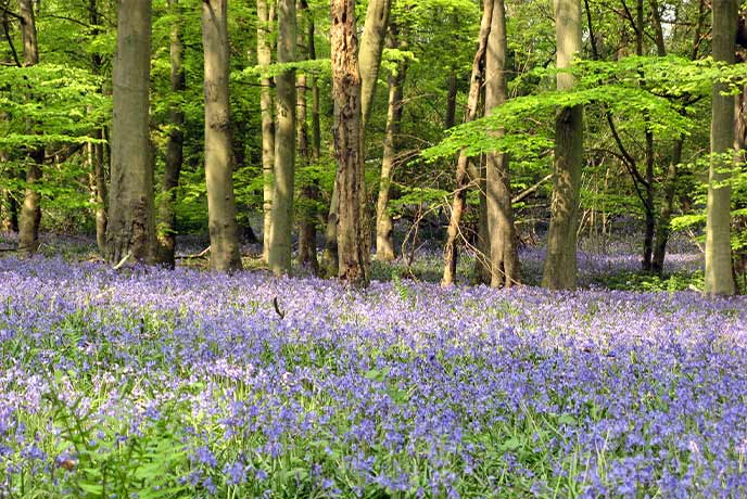 A bluebell wood in Foxholes Nature Reserve in the Cotswolds