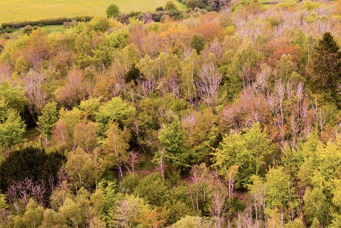 A bird's eye view of the autumnal trees that make up Siccaridge Wood in the Cotswolds