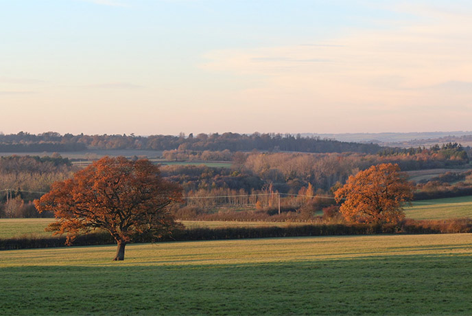 Fields and trees at Wychwood in the Cotswolds