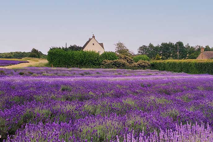 Looking across gorgeous lavender fields at Cotswold Lavender