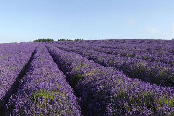 Row after row of bright purple lavender at Cotswold Lavender