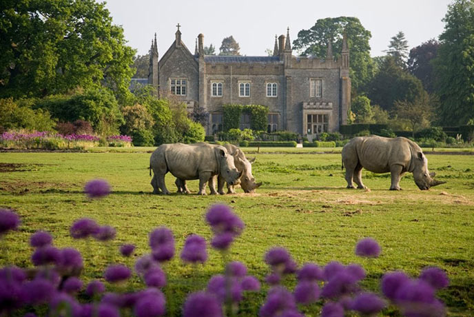 Rhinos grazing in front of the manor house at Cotswold Wildlife Park and Gardens