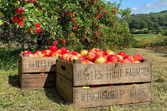 Crates of freshly picked apples in the orchard at Hayles Fruit Farm