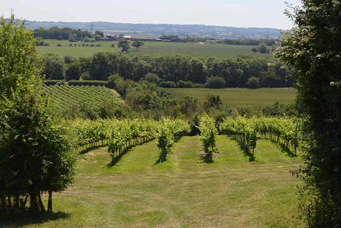 Overlooking the pretty vineyard at Freedom of the Press in the Cotswolds