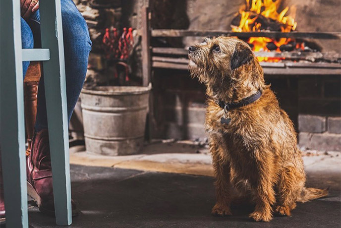A dog sitting by the open fire at dog-friendly Victoria Inn in Salcombe