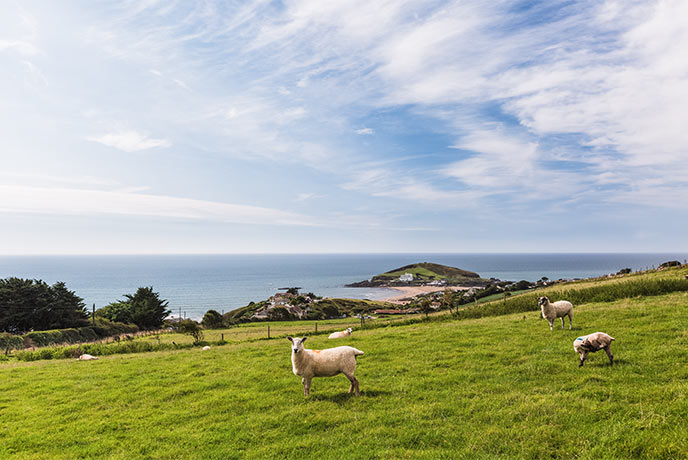 Looking out over fields with sheep grazing at Burgh Island in Devon