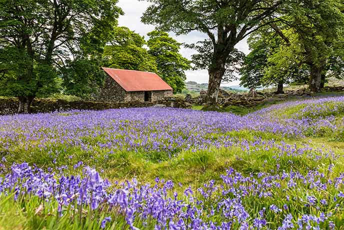 A field of bluebells in front of a stone cottage at Emsworthy Mire on Dartmoor