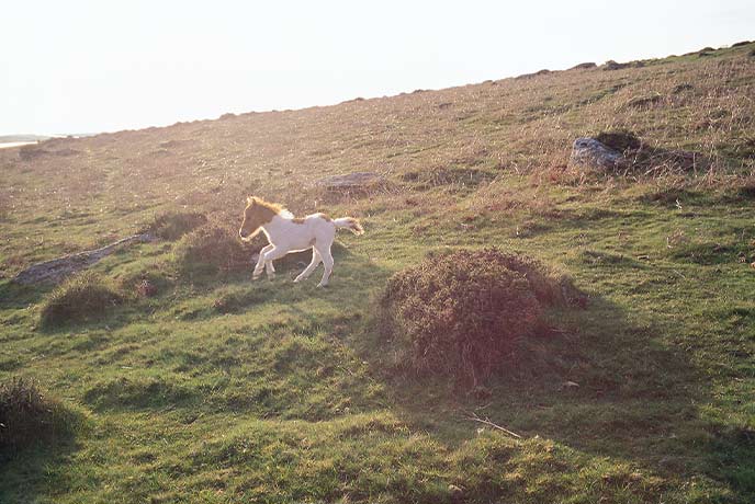 A Dartmoor pony foal running down a grassy hill in Dartmoor National Park
