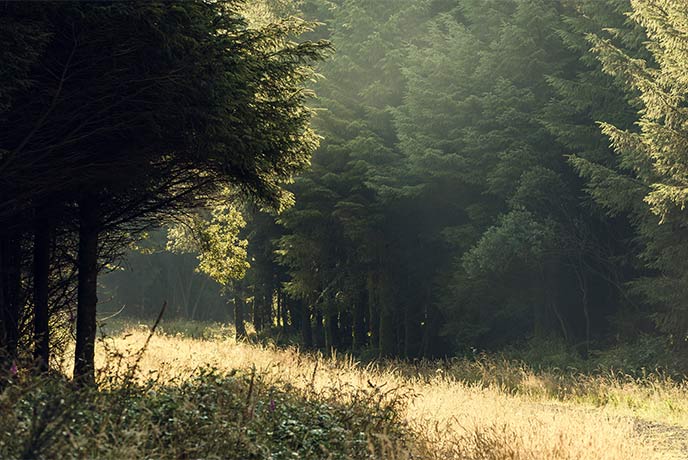 A grassy grove surrounded by trees at Beckland Woods in Hartland Point in Devon