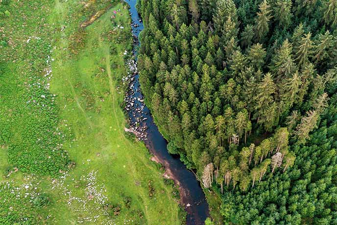 A bird's eye view of Bellever Forest in Devon with a river running through the middle and grass on the other side