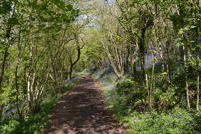 A path leading through bluebells and trees at Buzzard Woods in Devon