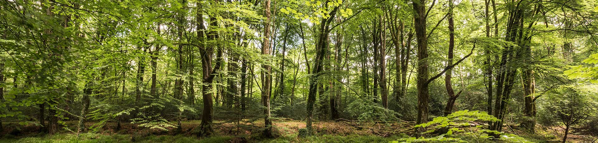 Woodland walks in Devon