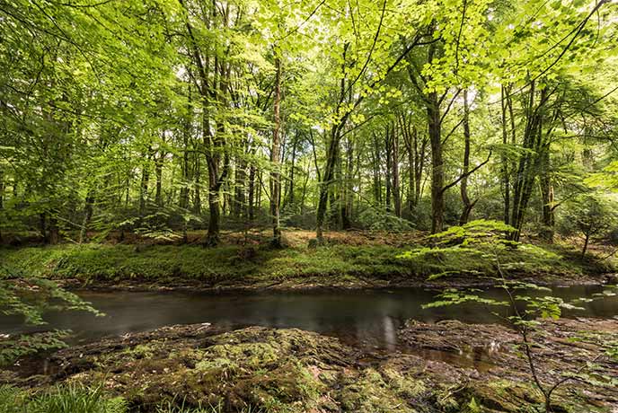 Looking across a stream at the vibrant green trees of Hembury Wood in Devon