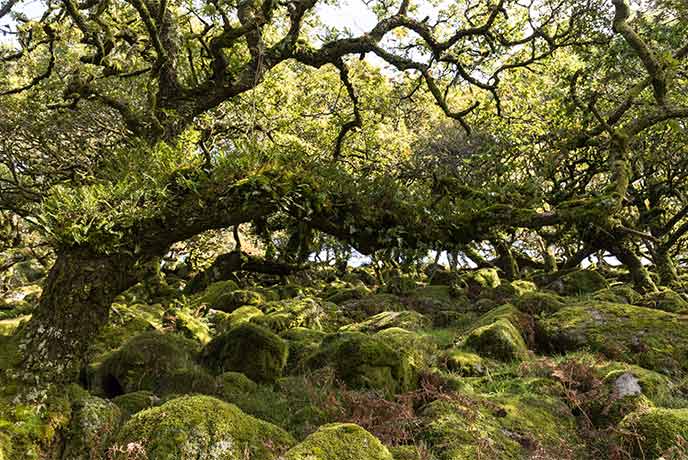 Ancient, moss covered trees and boulders at Wistman's Wood in Dartmoor National Park