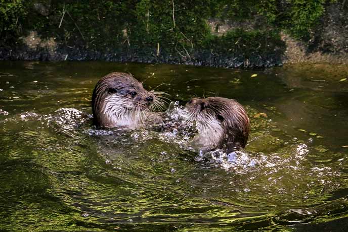 A pair of otters playing in the water at the Dartmoor Otter Sanctuary and Buckfast Butterfly Farm in Dartmoor National Park