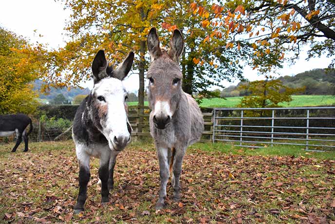 Two donkeys standing in a field in autumn at The Donkey Sanctuary in Devon