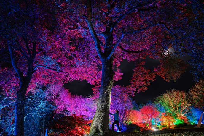 A giant tree lit up by colourful lights during Glow at RHS Garden Rosemoor in Devon at Christmas