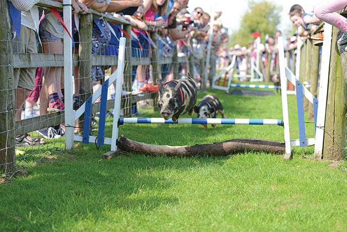 Pig racing at Pennywell Farm