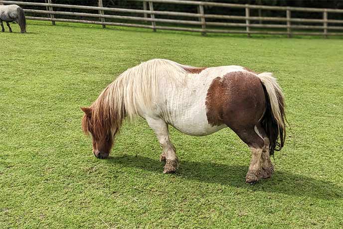 A brown and white pony grazing in a field at Pennywell Farm in Dartmoor National Park
