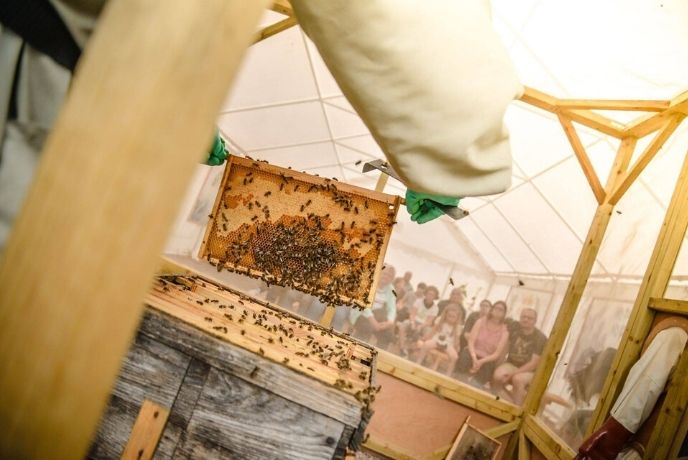 Someone in a beekeeper suit showing an audience a beehive at Quince Honey Farm