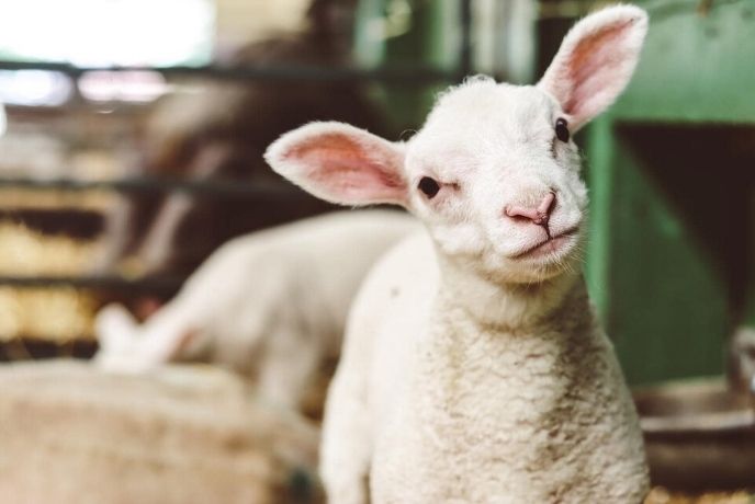 An adorable lamb at The Big Sheep