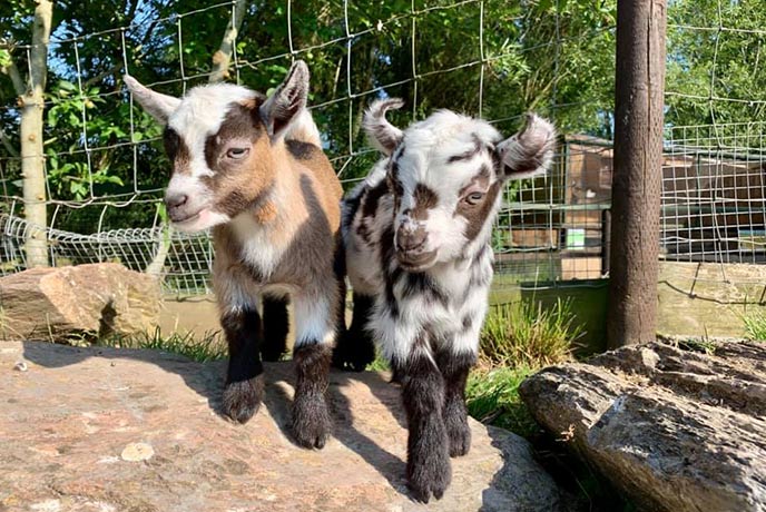Two pygmy goats at Totnes Rare Breeds Farm