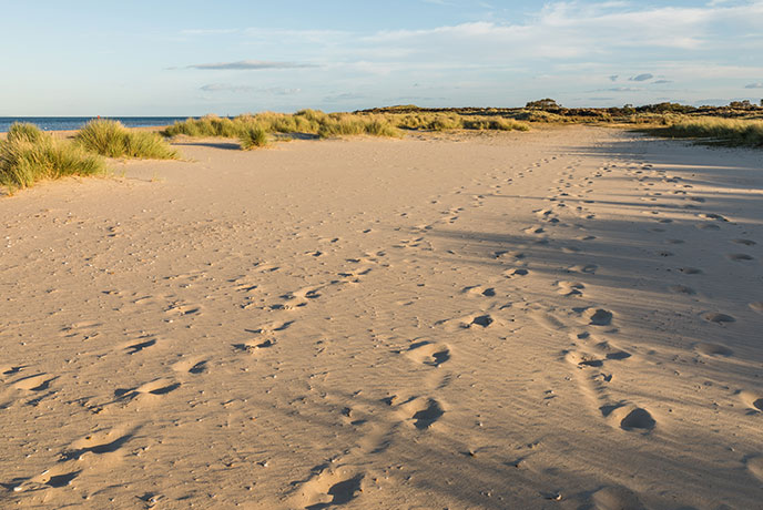 Footprints in the sand at the dog-friendly Shell Bay in Studland Bay