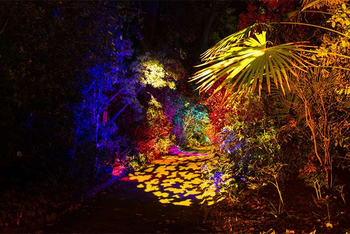 Trees and bushes lit up with colourful Christmas lights at Abbotsbury Subtropical Gardens in Dorset