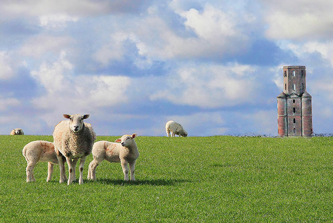Sheep grazing beneath the impressive Horton Tower Folly in Dorset
