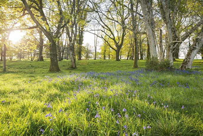 The sun shining through the trees in a bluebell wood near Badbury Rings on the Kingston Lacy estate in Dorset