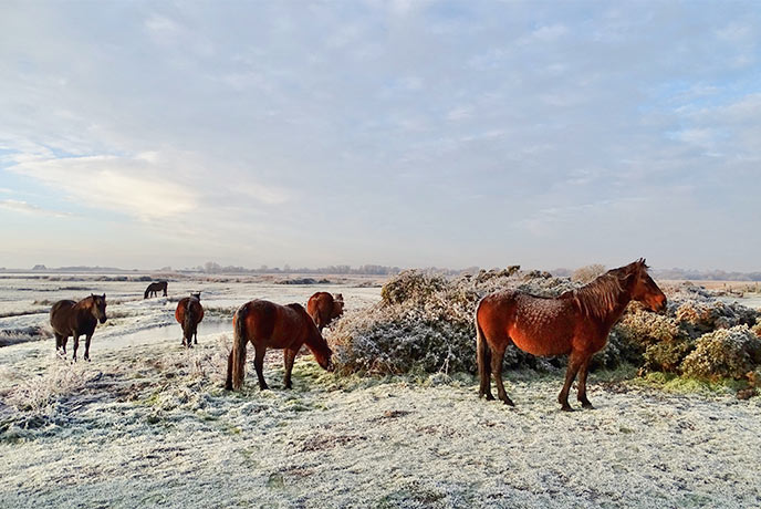 A herd of wild ponies on a frosty morning in Christchurch in Dorset