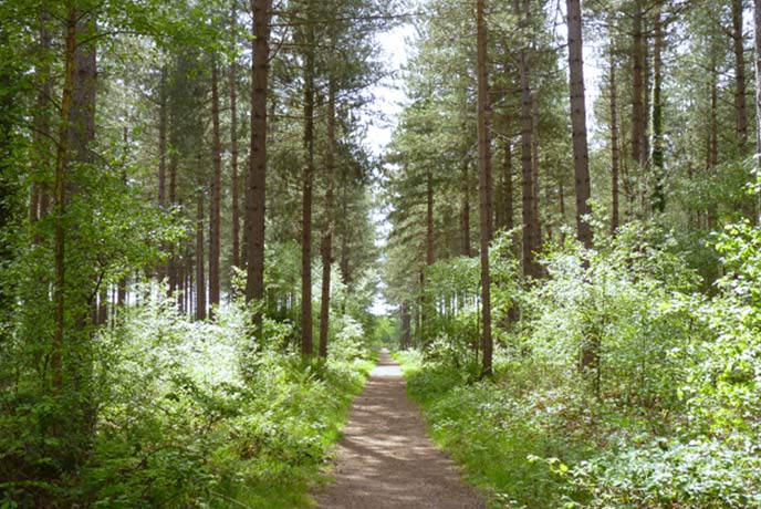 One of the many pretty bike trails through Hurn Forest in Dorset