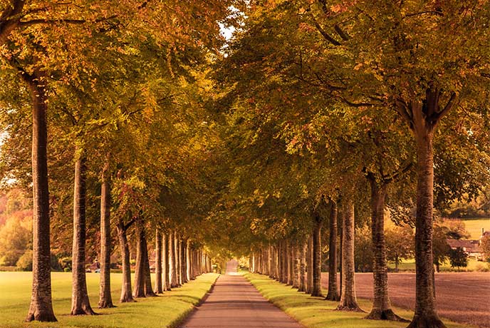 The famous path between two lines of trees at Moor Crichel in Autumn