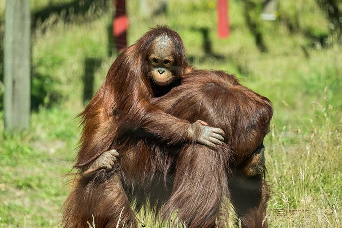 A mother orangutan and her baby at Monkey World in Dorset