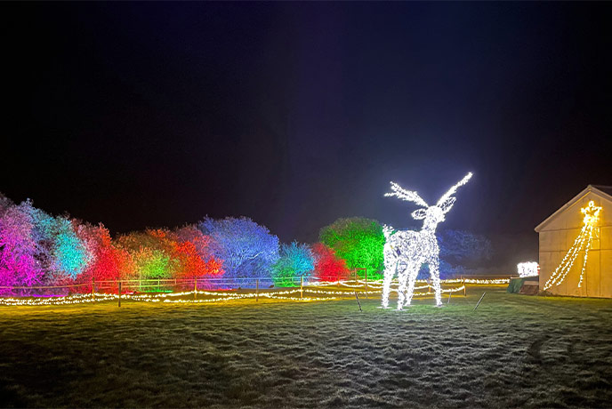 A deer Christmas light in a field surrounded by colourful lights at Nutley Farm in Dorset