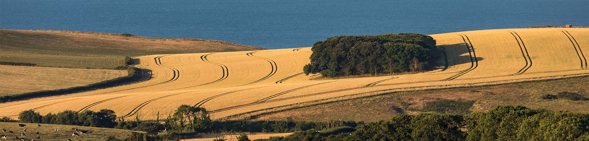 Best farm shops in Dorset