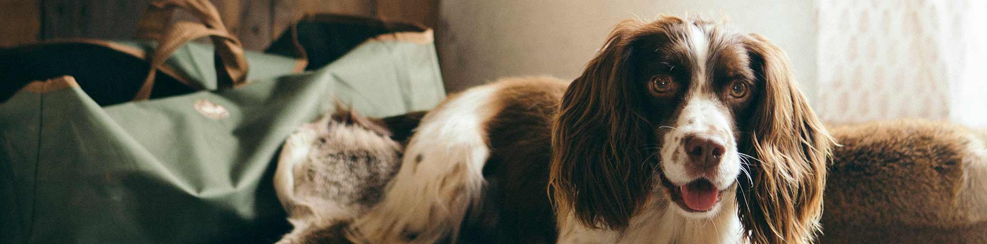 Dog friendly cottages in Yorkshire