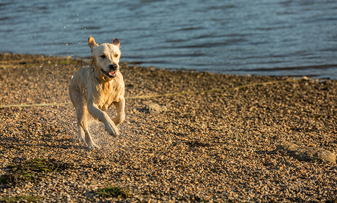 Dog Friendly Cottages | 894 Self Catering Pet Friendly Cottages