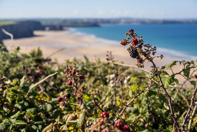 Making the most of berry picking season