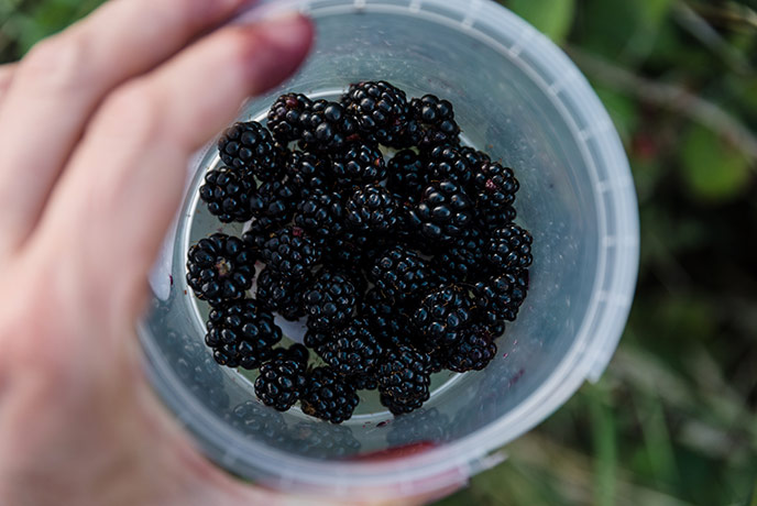 A container full of freshly picked blackberries