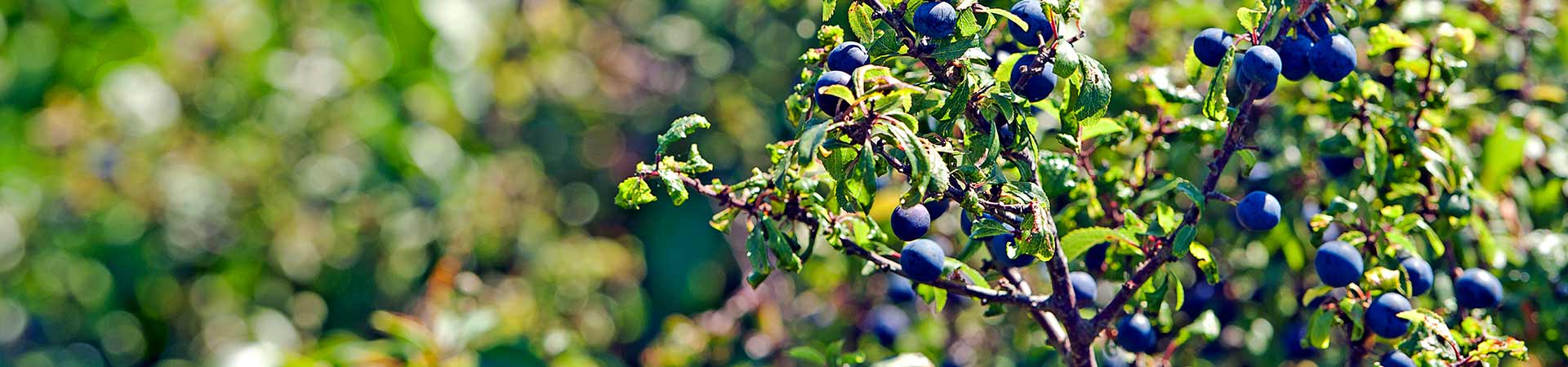 Foraging courses in Cornwall