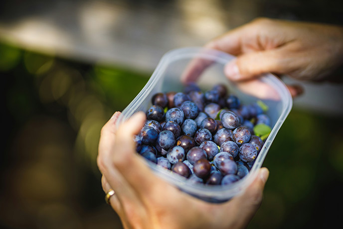 Someone holding a container full of freshly foraged sloe berries