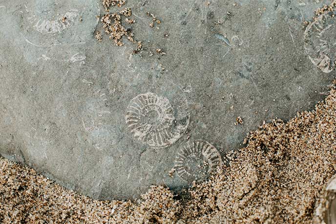 Fossils in the rocks along Dorset's Jurassic Coast