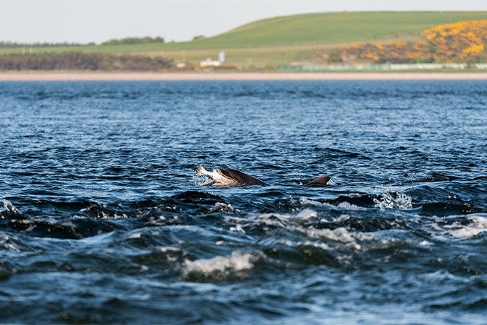A dolphin eating a fish off of Black Island in the Scottish Highlands
